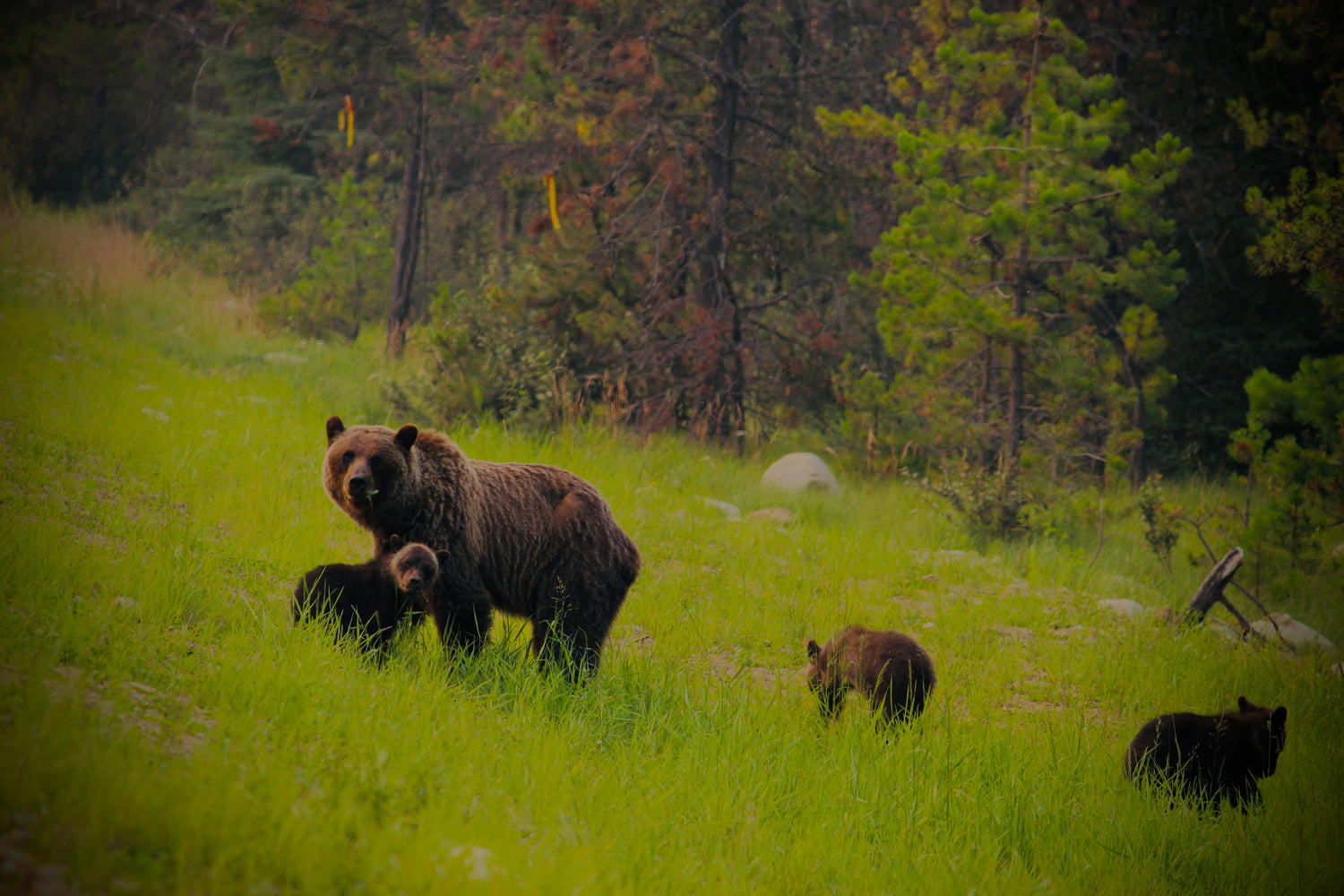 Mother bear with her cubs in a grassy field with trees in the background
